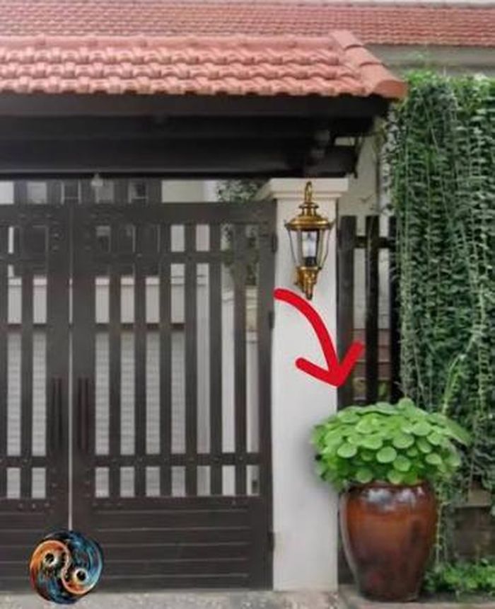 Người tuổi Tỵ trồng một ít cây cỏ đồng tiền đặt trước cửa nhà hoặc bệ cửa sổ phòng riêng của mình sẽ giúp họ tăng vận khí, gặp rủi hóa may, đồng thời làm dung hòa tính cách ương bướng của họ.