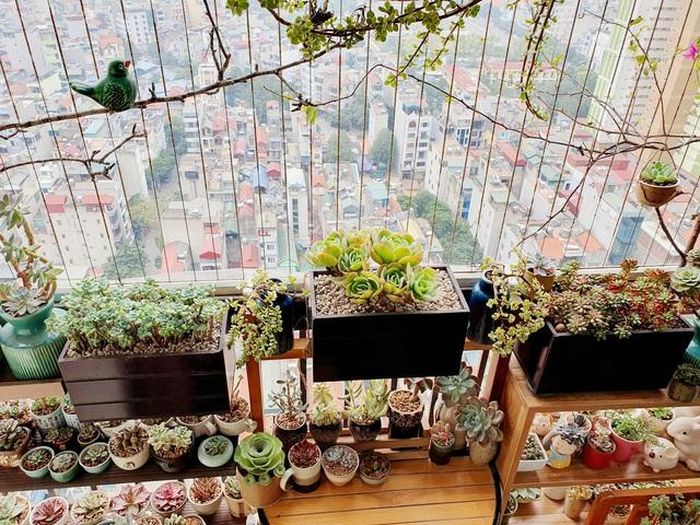 Một chậu sen đá đặt tại ban công, gần cửa sổ hoặc nơi làm việc vừa đẹp vừa mang lại nhiều thuận lợi cho con đường sự nghiệp của họ.