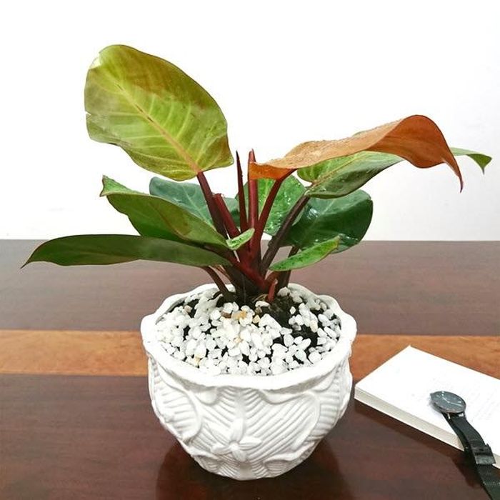 Cây hợp tuổi Mùi mệnh Kim như: Cây ngọc ngân (cây cung điện vàng), cây trầu bà đế vương, cây lan chi (cây dây nhện), cây cọ nhật…