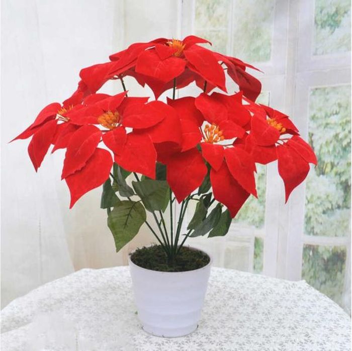 Và cây có màu đỏ như cây phát lộc hoa, cây phú quý, cây búp đa đỏ, cây vạn lộc, cây đuôi công tím, cây hồng môn, cây lan quân tử, cây thẻ bài hồng, cây hoa trạng nguyên…