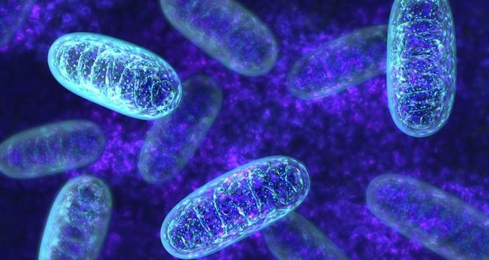Một trong những nhiệm vụ cốt lõi của phosphatidylcholine là duy trì tính toàn vẹn và hình dáng của lớp màng bọc quanh ty thể. Ảnh minh họa: ME Research UK