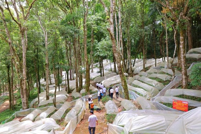 Những vườn sâm Ngọc Linh phát triển xanh tốt dưới tán rừng tự nhiên