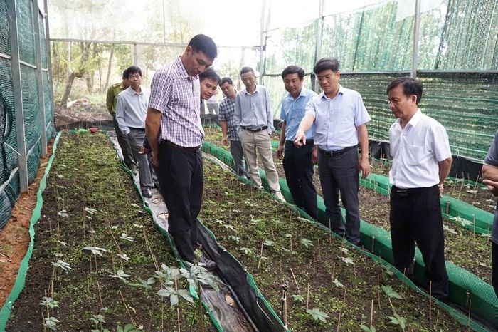 Phát triển sâm Ngọc Linh theo chuỗi giá trị được kỳ vọng đưa Măng Ri trở thành vùng dược liệu trọng điểm, góp phần thúc đẩy tăng trưởng kinh tế bền vững