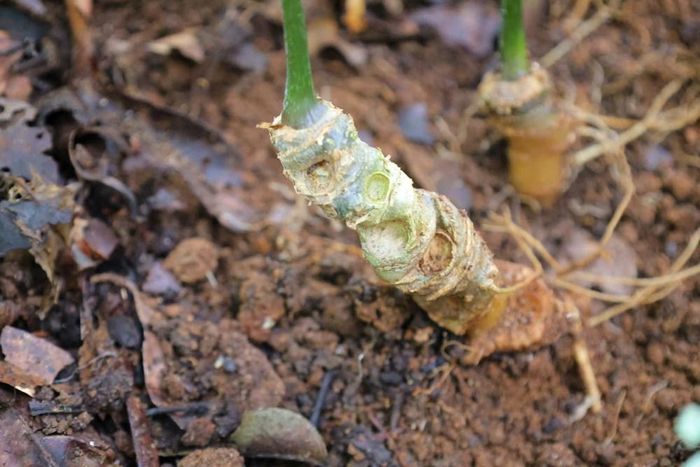 Cây sâm Ngọc Linh đang giúp nhiều hộ đồng bào Xơ Đăng vươn lên thoát nghèo, làm giàu trên chính quê hương