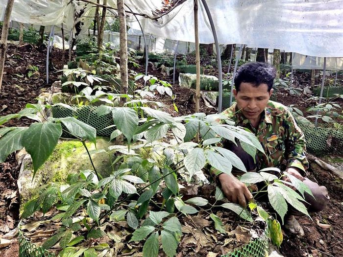 Người dân xã Măng Ri chăm sóc sâm Ngọc Linh theo quy trình kỹ thuật nhằm nâng cao chất lượng và giá trị dược liệu