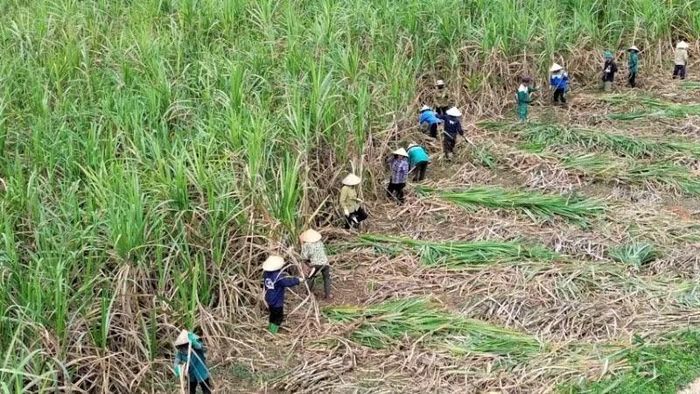  Mía là cây trồng chủ lực, mang lại nguồn thu nhập chính cho hàng nghìn hộ dân tại các xã của huyện Tân Kỳ cũ. 