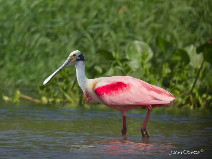 Ảnh: Birds Colombia