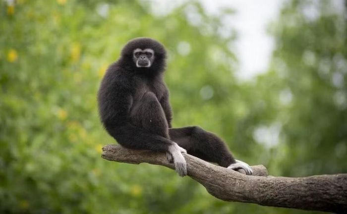 Ảnh: Meet the Animals | Santa Barbara Zoo