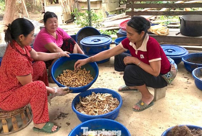 Nhiều người dân địa phương cũng tìm đến Danh học hỏi nuôi đuông dừa.