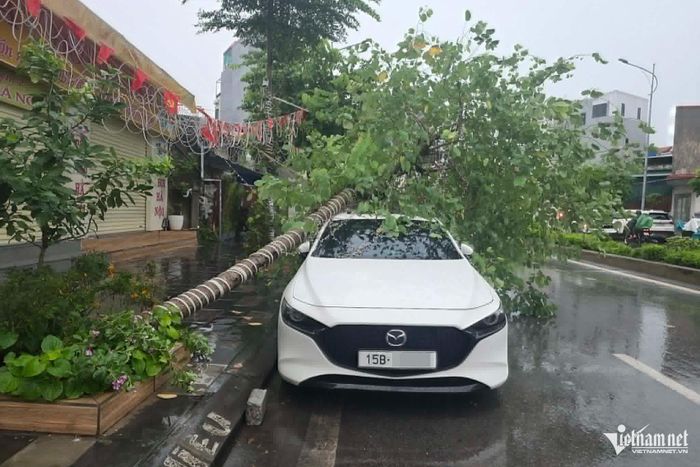 Một ô tô trên phố Lê Quang Đạo bị cây đổ đè trúng. Ảnh: Thu Hằng