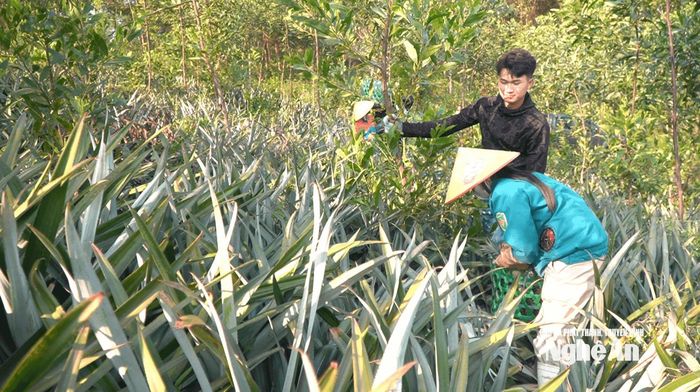 Trồng dứa sạch phục vụ chế biến xuất khẩu ở xã Tân Thắng. Ảnh: Hoàng Việt Anh