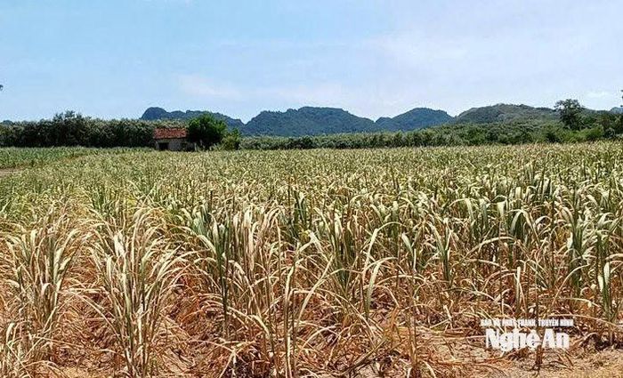 Hiện nay đã có khoảng hơn 300 ha mía nguyên liệu của Nhà máy Mía đường Sông Con bị khô héo do nắng nóng kéo dài. Ảnh: XH