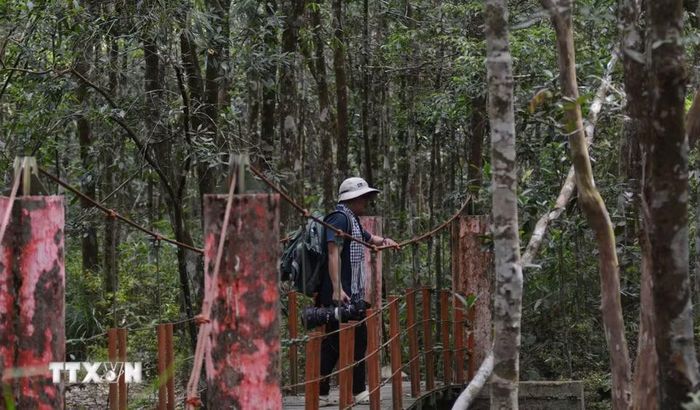 Du khách đi xuyên rừng Bạch Mã khám phá thảm cảnh quan thiên nhiên. (Ảnh: Văn Dũng/TTXVN)