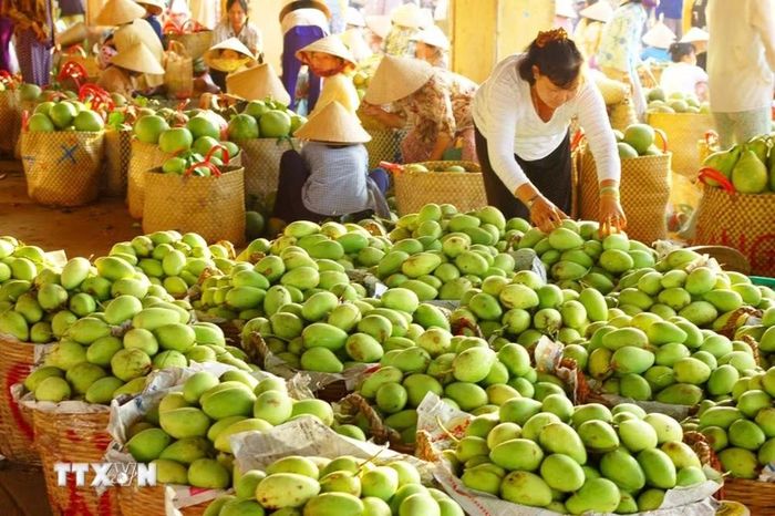 Xoài Đồng Tháp hiện được xuất khẩu sang nhiều nước trên thế giới. (Ảnh: Hữu Chí/TTXVN)