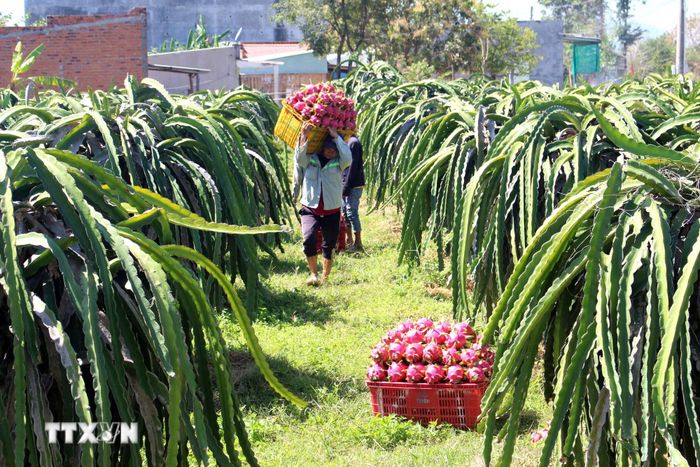  Truy xuất nguồn gốc nông sản. (Ảnh: TTXVN) 