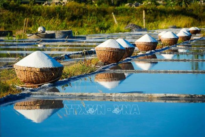 Những rổ muối được người dân xếp thành hàng dài sau khi thu hoạch.