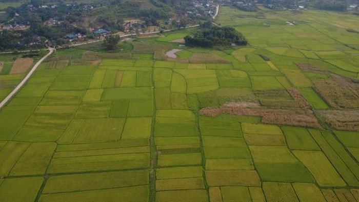 Cánh đồng xã Sơn Tiến.