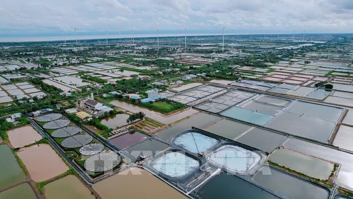 Các mô hình nuôi tôm ứng dụng công nghệ cao trên địa bàn tỉnh Cà Mau ngày càng phát triển. Ảnh: Chanh Đa-TTXVN