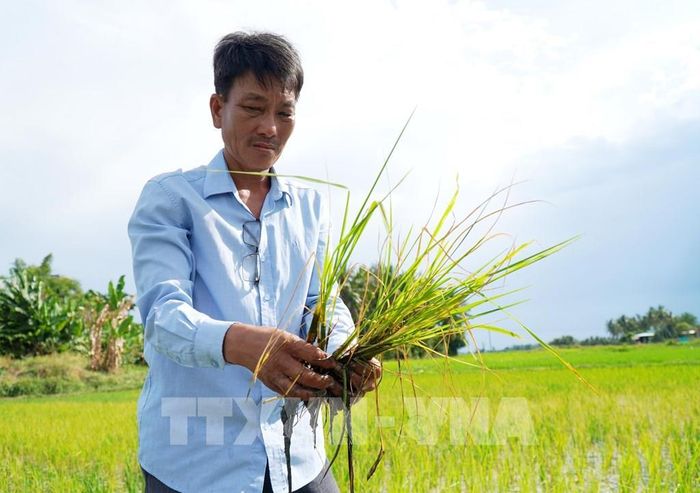 Lúa đang giai đoạn đẻ nhánh bị héo rủ, chết hàng loạt khiến nông dân điêu đứng. Ảnh: Lê Phước Ngọc - TTXVN 