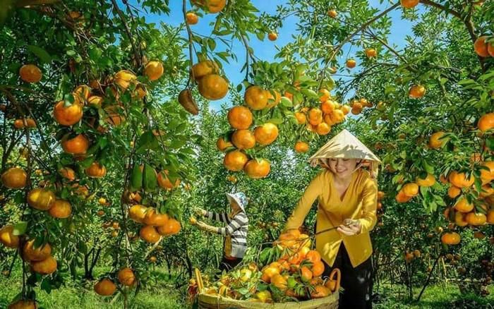 Vườn trái cây trĩu quả.