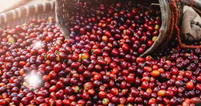 Giá cà phê hôm nay ít biến động