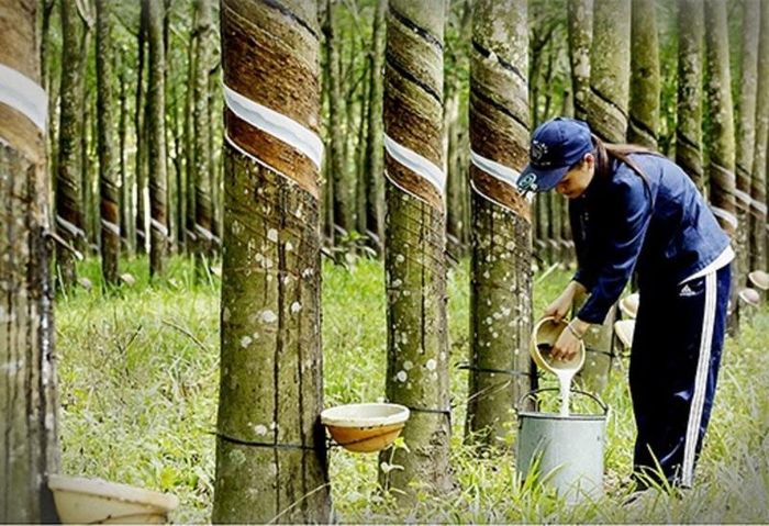 Hướng dẫn thực hiện quy định EUDR đối với ngành cao su đang được hoàn thiện trong bối cảnh thời gian chuẩn bị không còn nhiều. Những góp ý từ địa phương, doanh nghiệp và chuyên gia đều hướng tới mục tiêu chung: quy định phải thống nhất, khả thi và giảm tối đa chi phí tuân thủ. Ảnh minh họa