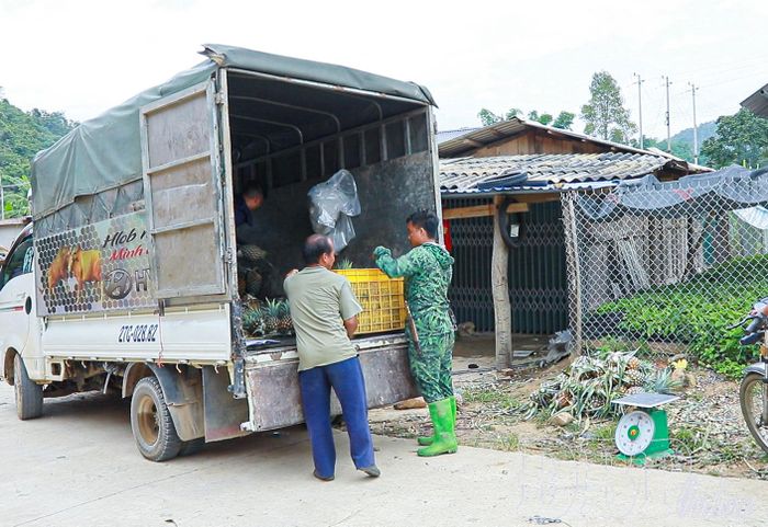 Thương lái thu mua dứa gần khu vực nương của bà con.