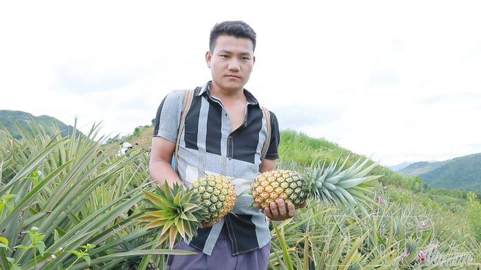 Dứa Phình Giàng quả to, sánh mật.