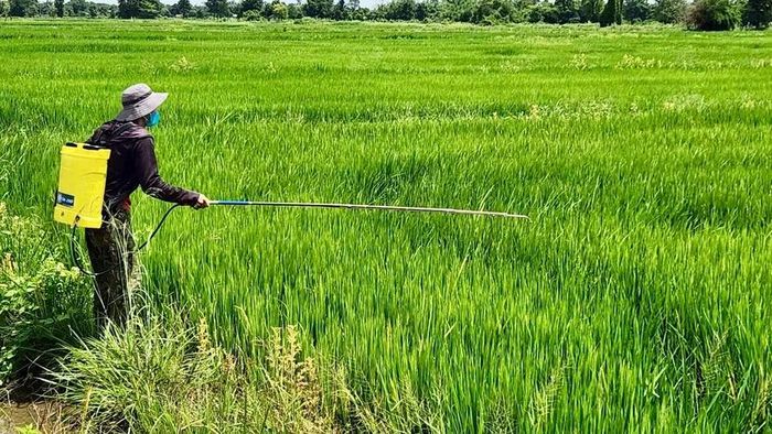  Nhờ công trình thủy lợi Ia Mơr, người dân xã Ia Mơ đã làm được lúa nước hai vụ. Ảnh: ĐVCC 