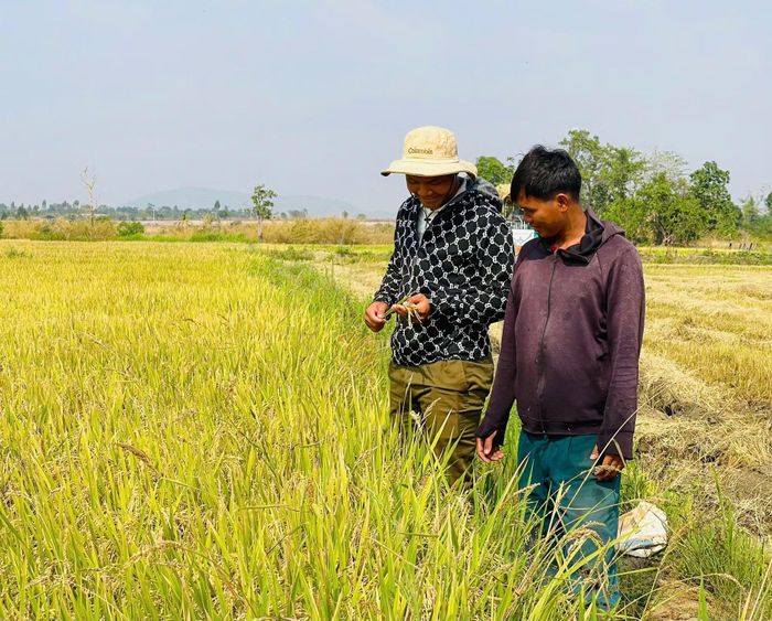 Anh Rơ Mah Dự (bìa trái) chia sẻ kinh nghiệm trồng lúa của gia đình.