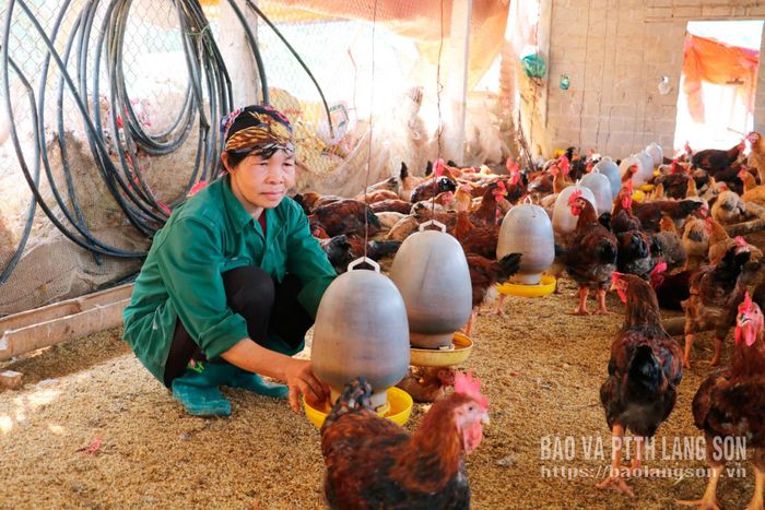 Người dân xã Hữu Lũng chăm sóc đàn gà