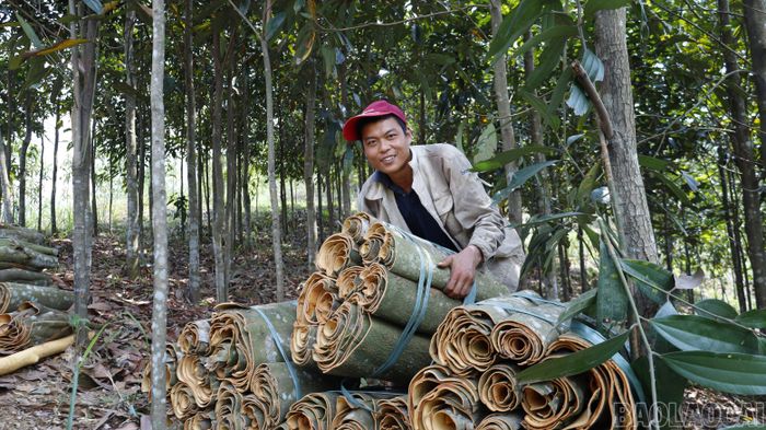 Cây quế mang lại nguồn thu nhập lớn cho nông dân xã Mậu A.