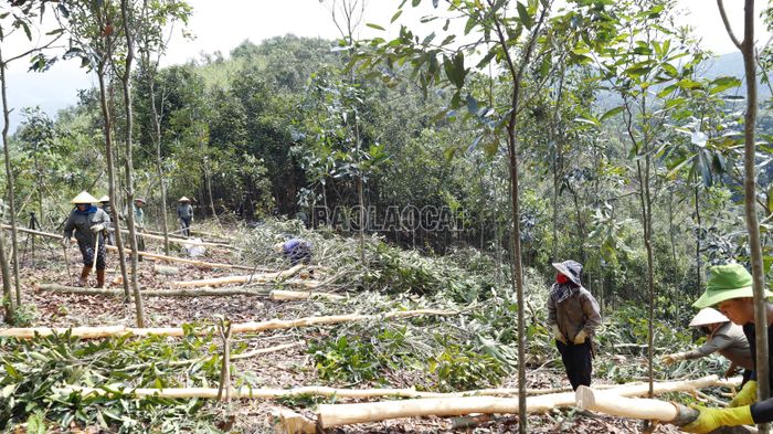 Nông dân xã Mậu A thu hoạch quế.
