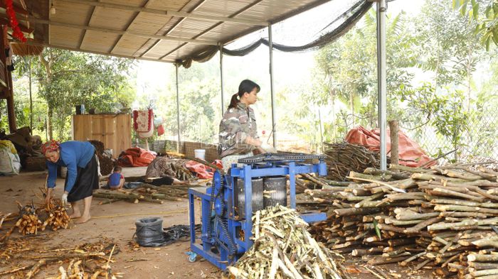 Nông dân xã Nghĩa Đô sơ chế vỏ quế.