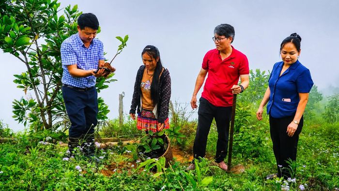 Kiểm tra cây giống trước khi trồng.
