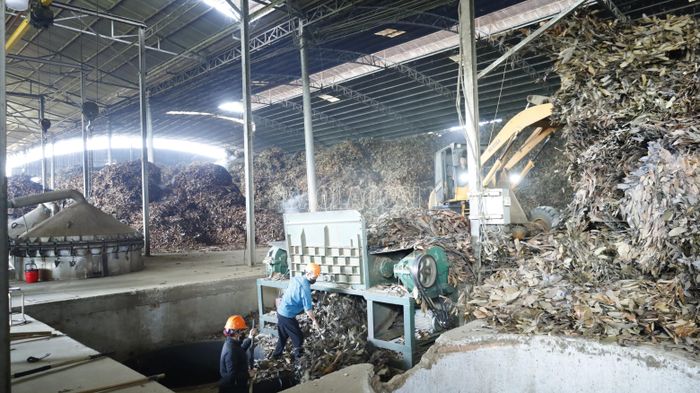 Chiết xuất tinh dầu quế từ cành lá tại HTX Lâm Phương Linh, xã Mậu A.