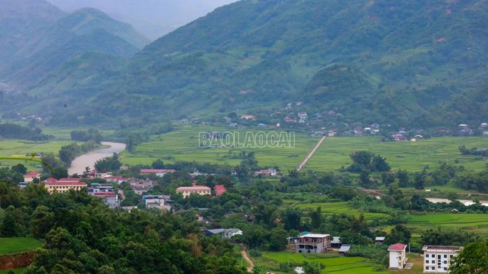 Nhiều vùng nông thôn trên địa bàn tỉnh đổi thay nhờ cây quế.