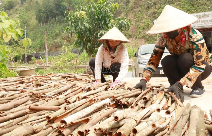 Không chỉ tinh dầu, vỏ quế cũng là sản phẩm cần chế biến tinh để nâng cao giá trị.