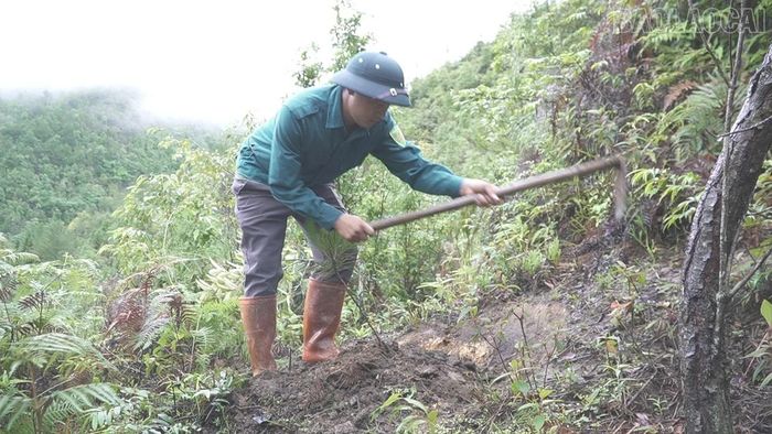 Các thành viên tích cực chăm sóc những cây thông sau khi trồng.