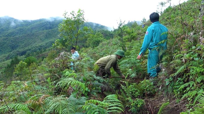 Nhiều diện tích đất trống ở rất xa và đi lại khó khăn nhưng đã được phủ xanh.