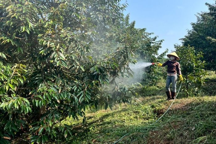 Canh tác thân thiện với môi trường và quản lý dịch hại tổng hợp đang được nhiều nhà vườn Đạ Tẻh áp dụng để nâng cao chất lượng sầu riêng xuất khẩu.