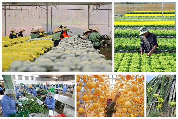Nông nghiệp công nghệ cao là một trong những thế mạnh nổi bật của Lâm Đồng sau hợp nhất