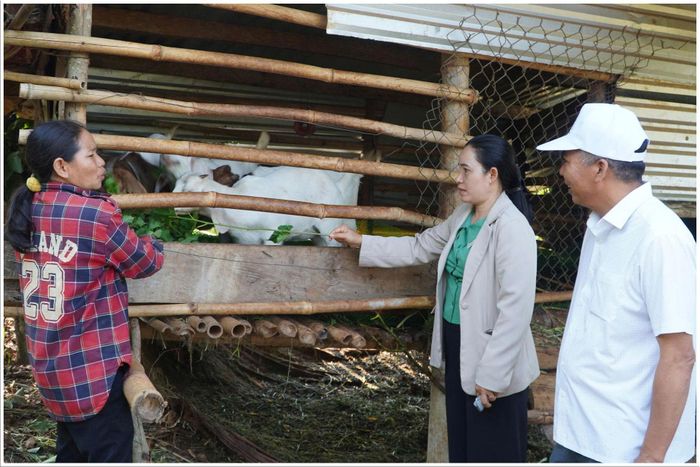 Mô hình nuôi dê kết hợp sản xuất nông nghiệp đang tạo sinh kế bền vững cho nhiều hộ dân ở Quảng Khê