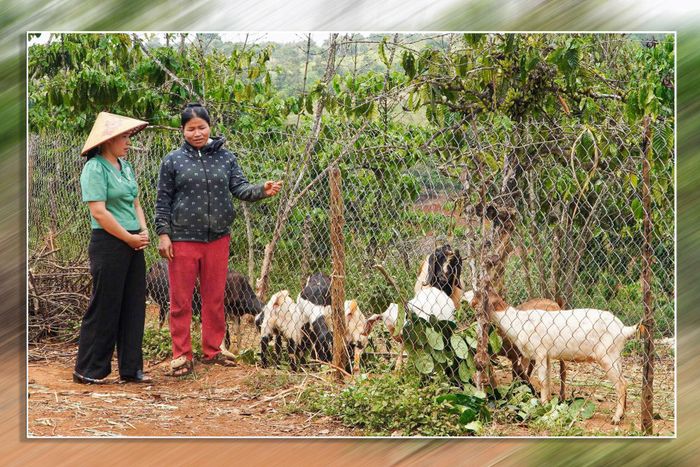 Chị H'Hồng chia sẻ niềm vui khi đàn dê sinh sản tốt, góp phần giúp gia đình từng bước thoát nghèo
