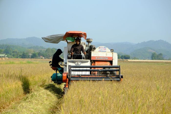 Toàn tỉnh duy trì hơn 914.000 ha gieo trồng, nhiều loại cây trồng chủ lực tiếp tục đạt năng suất khá