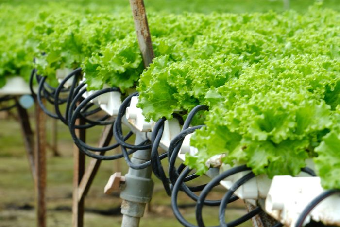 Lâm Đồng có hơn 154.000 ha sản xuất đạt các chứng nhận an toàn, bền vững như VietGAP, GlobalGAP, hữu cơ