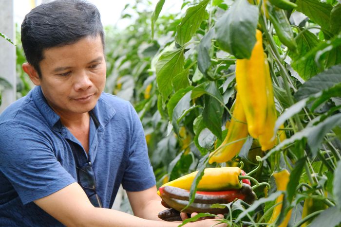 Lâm Đồng tiếp tục phát huy lợi thế về nông nghiệp công nghệ cao khi duy trì khoảng 109.500 ha