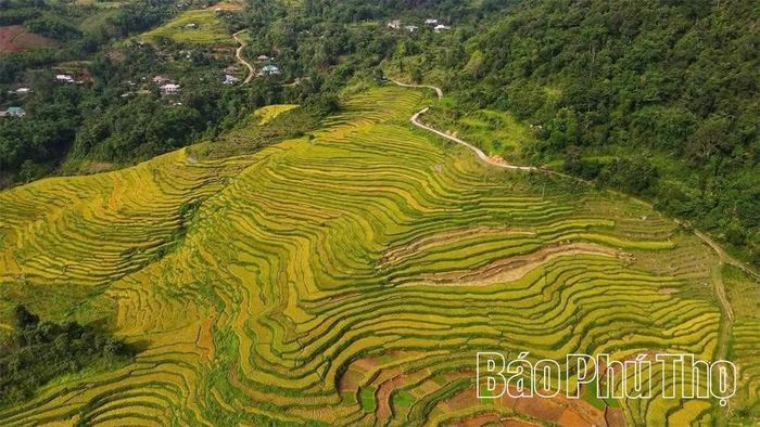 Ruộng bậc thang dưới chân đồi Vó Vua là một điểm nhấn văn hóa đặc sắc của người Mường Thàng.