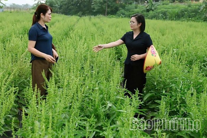 Mô hình trồng sâm nữ hoàng của gia đình bà Đặng Thị Thanh Hoa (bên trái) mở ra hướng đi mới trong phát triển dược liệu.