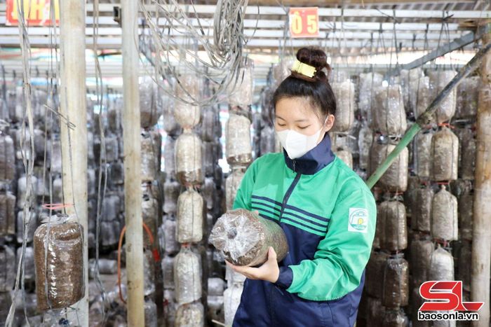 Thành viên HTX 26 -3 kiểm tra khu trồng nấm.
